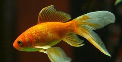 Goldfish Carassius