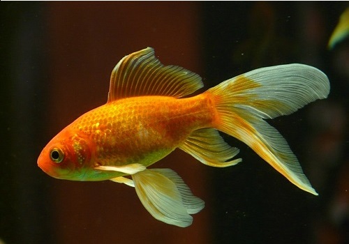 Goldfish Carassius