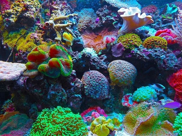 Aquarium Marin Reef