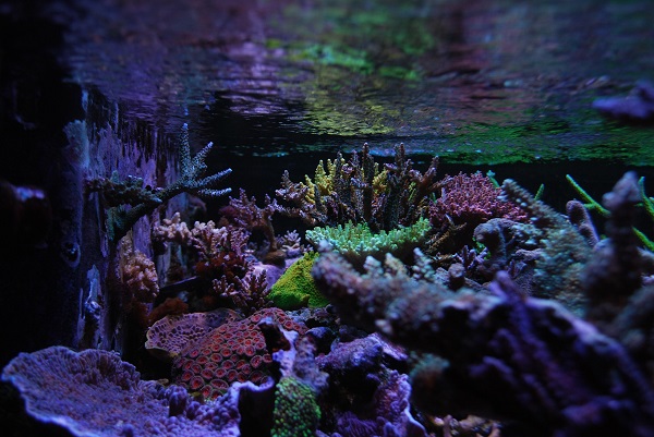 Aquarium eau mer