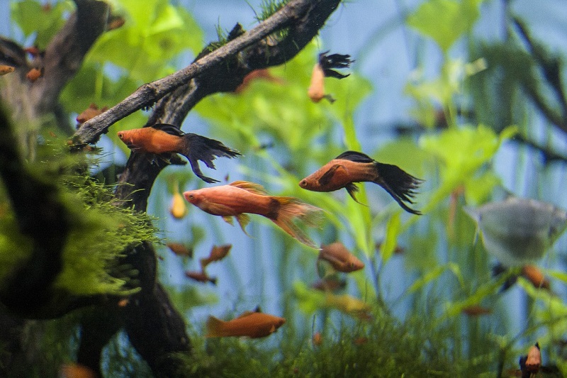 Aquarium planté avec quelques poissons d'eau douce