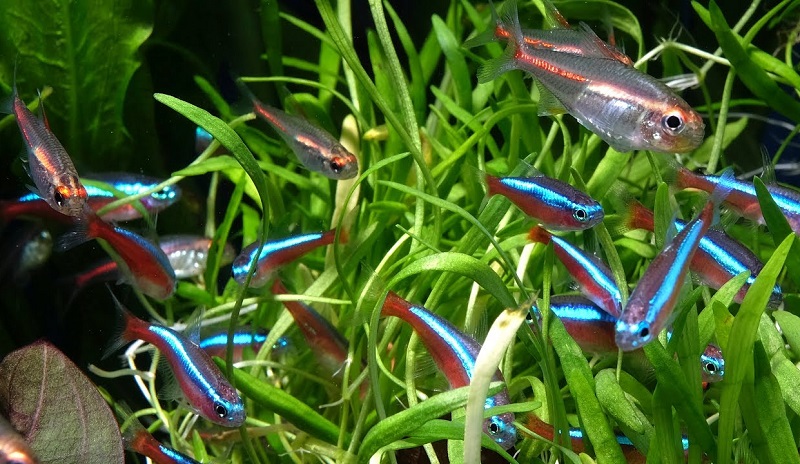Groupe de poissons tétra dans un aquarium planté